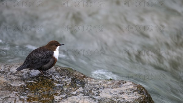 A dipper (Cinclus cinclus) sitting on the edge of a smooth rock in a river, East Westphalia, North Rhine-Westphalia, Germany