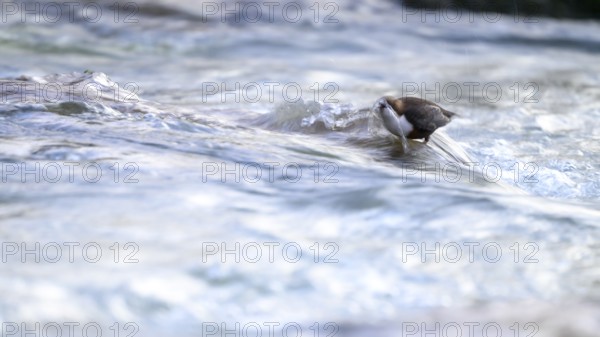 A dipper (Cinclus cinclus) stands in flowing water above its beak splashing water surrounded by calm waves, East Westphalia, North Rhine-Westphalia, Germany