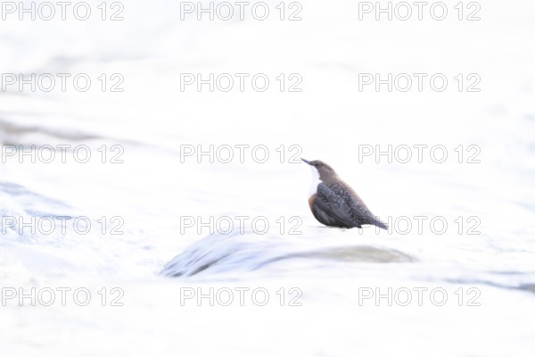 A dipper (Cinclus cinclus) sitting on a stone in the water surrounded by bright light High Key Image, Paderborn, North Rhine-Westphalia, Germany