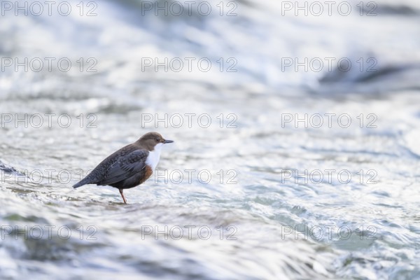 A dipper (Cinclus cinclus) sitting in the flowing water of a river, East Westphalia, North Rhine-Westphalia, Germany
