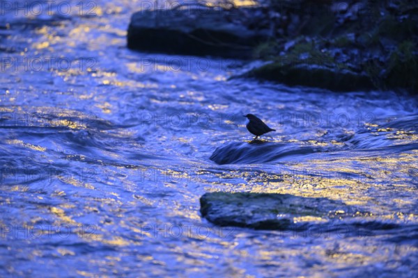 A dipper (Cinclus cinclus) stands on a rock in the water at dusk, surrounded by the blue light of some street lamps, East Westphalia, North Rhine-Westphalia, Germany