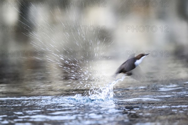 A dipper (Cinclus cinclus) flies up from the water of a stream, splashing a lot of water upwards Motion blur, East Westphalia, North Rhine-Westphalia, Germany