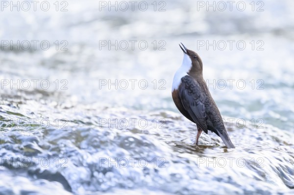 A dipper (Cinclus cinclus) stands singing in the flowing water and looks upwards, surrounded by calm wavesEast Westphalia, North Rhine-Westphalia, Germany