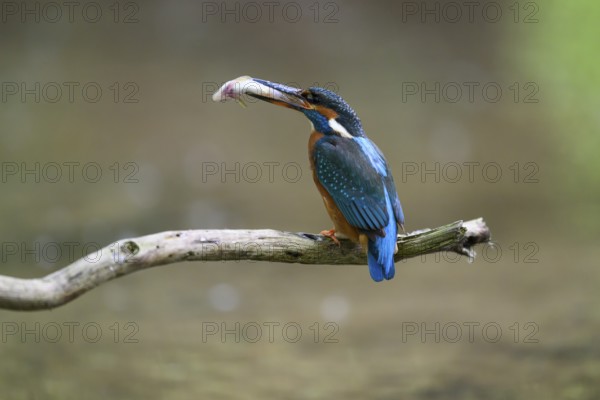 A kingfisher (Alcedo atthis) sitting on a branch above the water with a caught fish in its beak, Langenberg, North Rhine-Westphalia, Germany
