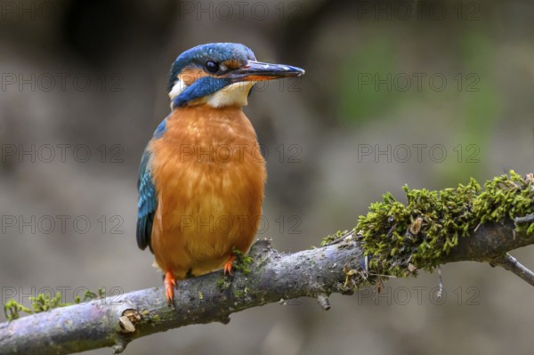 A female kingfisher (Alcedo atthis) sitting on a mossy branch, Langenberg, North Rhine-Westphalia, Germany