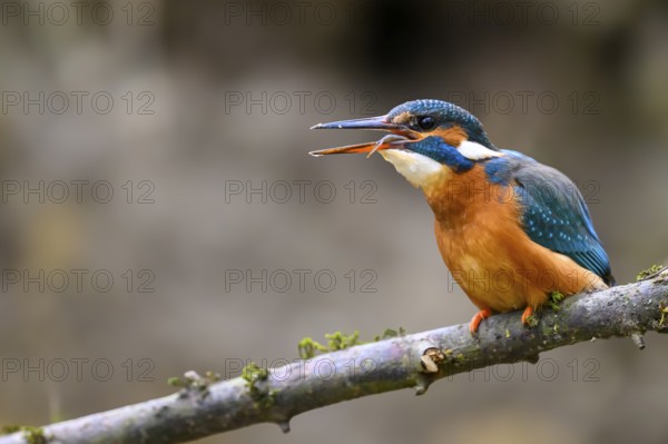 A kingfisher (Alcedo atthis) on a branch above a river in daylight gobbling down a fish on a branch with mossy vegetation in the blurred background, Langenberg, North Rhine-Westphalia, Germany