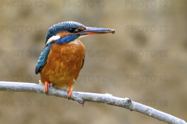 A female kingfisher (Alcedo atthis) sitting on a branch with soil on its beak Langenberg, North Rhine-Westphalia, Germany