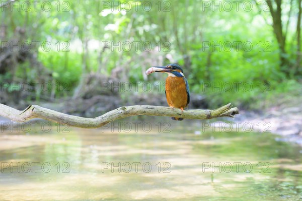 A kingfisher (Alcedo atthis) with a fish in its beak sitting on a branch above a river in a green wooded area during daylight, Langenberg, North Rhine-Westphalia, Germany