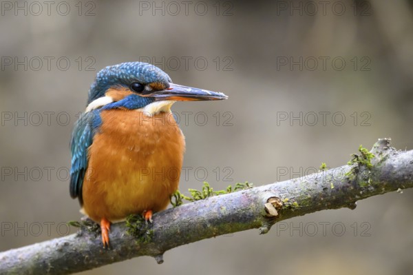 A kingfisher (Alcedo atthis) sitting on a moss-covered branch, with blue-orange feathers and a blurred background, Langenberg, North Rhine-Westphalia, Germany