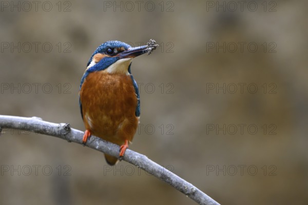 A male kingfisher (Alcedo atthis) sitting on a branch with soil on its beak Langenberg, North Rhine-Westphalia, Germany