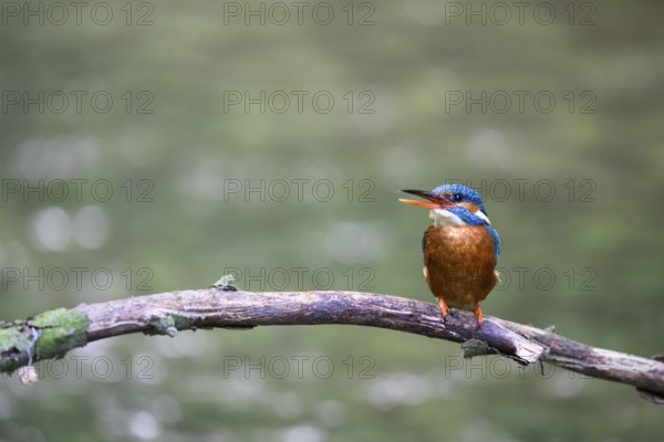 A singing kingfisher (Alcedo atthis) sits attentively on a branch with a greenish background, Melle, Lower Saxony, Germany