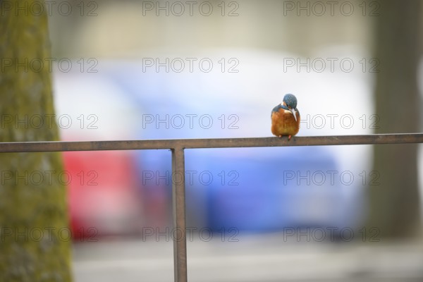 A kingfisher (Alcedo atthis) sits on a railing in front of a blurred, colourful background, Paderborn, North Rhine-Westphalia, Germany