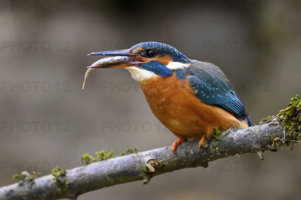 A kingfisher (Alcedo atthis) on a branch above a river in daylight with prey in its beak sitting vigilantly on a branch with mossy vegetation in front of the blurred background, Langenberg, North Rhine-Westphalia, Germany