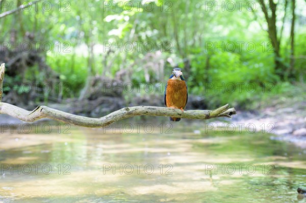 A kingfisher (Alcedo atthis) sits on a branch above a river in a green wooded area in daylight, Langenberg, North Rhine-Westphalia, Germany