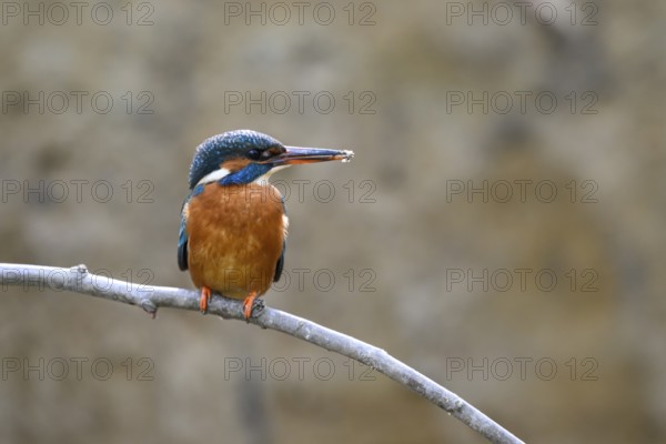 A kingfisher (Alcedo atthis) with a fish in its beak sits on a branch above a river in daylight its magnificent plumage stands out against the blurred background, Langenberg, North Rhine-Westphalia, Germany