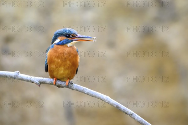 A female kingfisher (Alcedo atthis) sitting on a branch, Langenberg, North Rhine-Westphalia, Germany