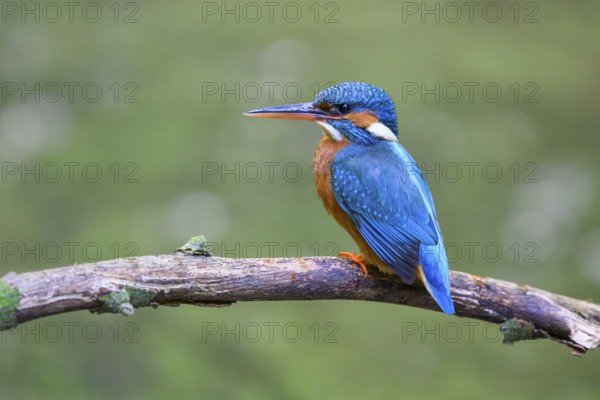 A kingfisher (Alcedo atthis) sits attentively on a branch with a greenish background, Melle, Lower Saxony, Germany