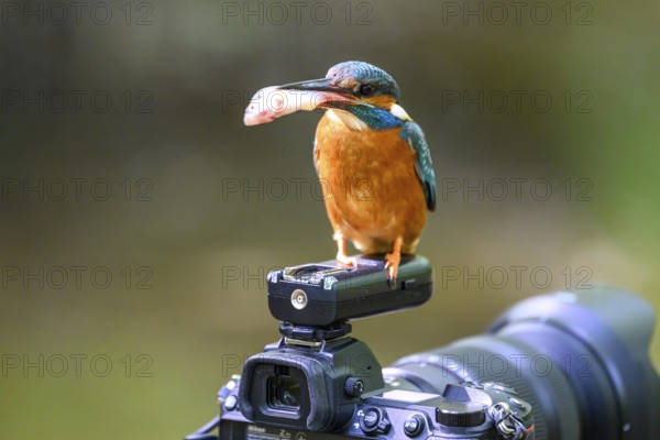A kingfisher (Alcedo atthis) with a fish in its beak sitting on an outdoor camera, Langenberg, North Rhine-Westphalia, Germany