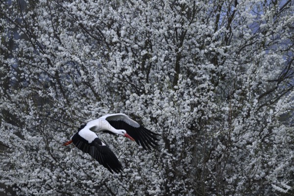 A white stork (Ciconia ciconia) flies in front of a background of flowering white shrubs, Dümmer nature park Park, Lower Saxony, Germany