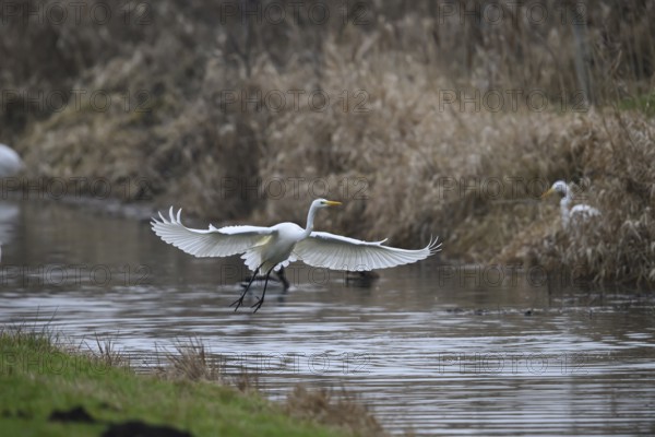 A white egret (Egretta alba) flies elegantly over a pond surrounded by reeds, Dümmer nature park Park, Hüde, Lower Saxony, Germany