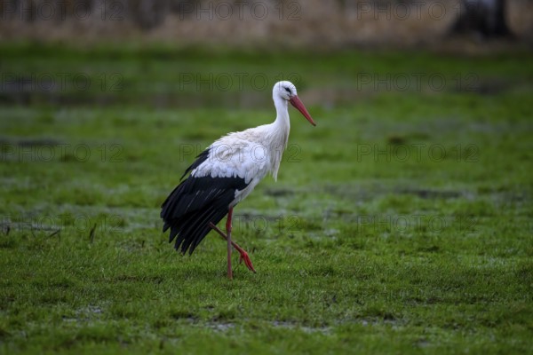 A white stork (Ciconia ciconia) hangs its wings on a green meadow against a green-brown background, Dümmer nature park Park, Lower Saxony, Germany