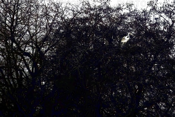 A Great Egret (Egretta alba) sits majestically in a dark tree with branched branches, Dümmer nature park Park, Hüde, Lower Saxony, Germany, A bird sits in dense dark branches surrounded by barren nature, conveying a sense of isolation and tranquillity