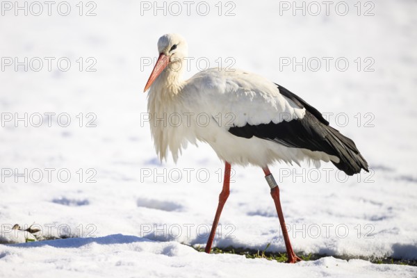 A white stork (Ciconia ciconia) walking through freshly fallen snow, Dümmer nature park Park, Lower Saxony, Germany