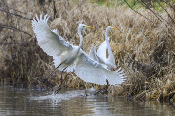 Two white egrets (Egretta alba) flying elegantly over a pond surrounded by reeds, Dümmer nature park Park, Hüde, Lower Saxony, Germany