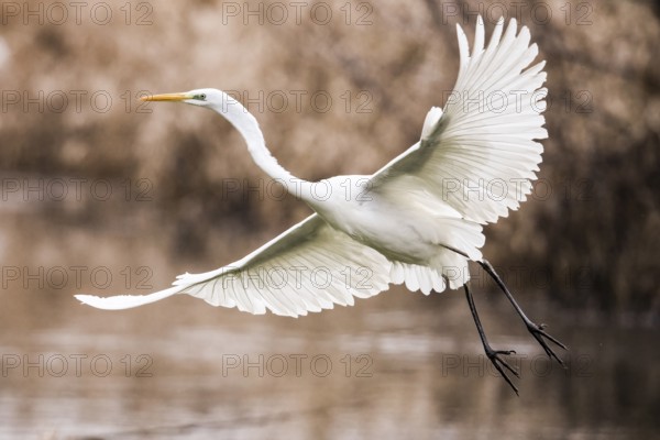 A white egret (Egretta alba) flies elegantly over the water in a natural environment surrounded by reeds, Dümmer nature park Park, Hüde, Lower Saxony, Germany
