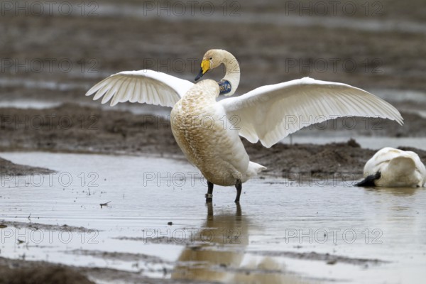 A whooper swan (Cygnus cygnus) marked with a neck ring stretches its wings in a natural environment over a water area on a flooded field, Drebber, Lower Saxony, Germany