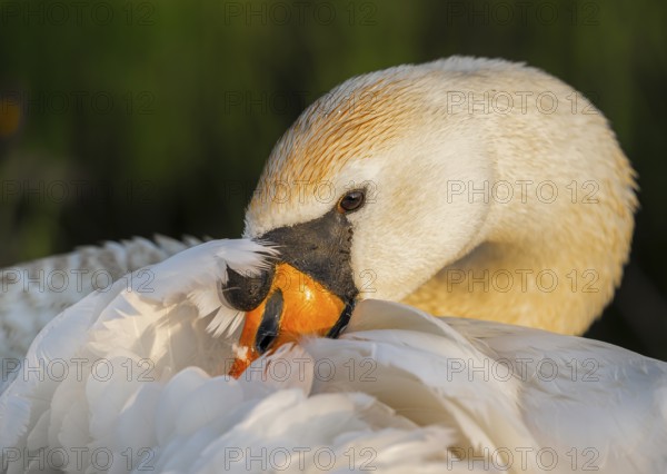A Mute Swan (Cygnus olor) cuddles its face into its white feathers, soft light and calm expression, Hüde, Lower Saxony, Germany