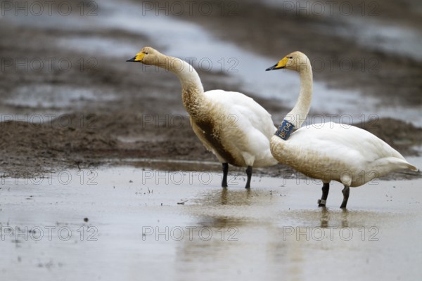 Two whooper swans (Cygnus cygnus) one marked with a neck ring stretching its wings in a natural environment over a water area on a flooded field, Drebber, Lower Saxony, Germany
