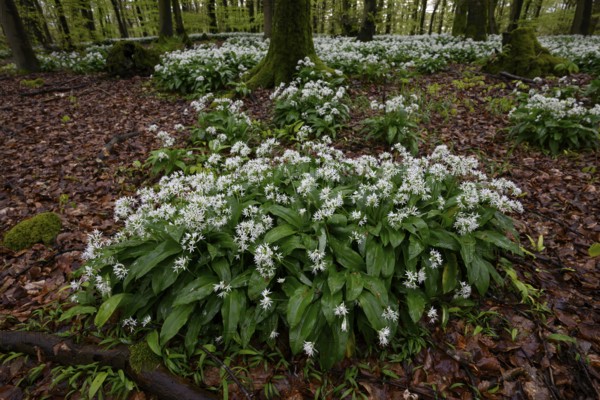 Wild garlic blossom (Allium ursinum) on the forest floor in a beech forest (Fagus sylvatica) in the Teutoburg Forest under soft light, Ahornweg, Terra Vita nature park Park, Teutoburg Forest, Lower Saxony, Germany