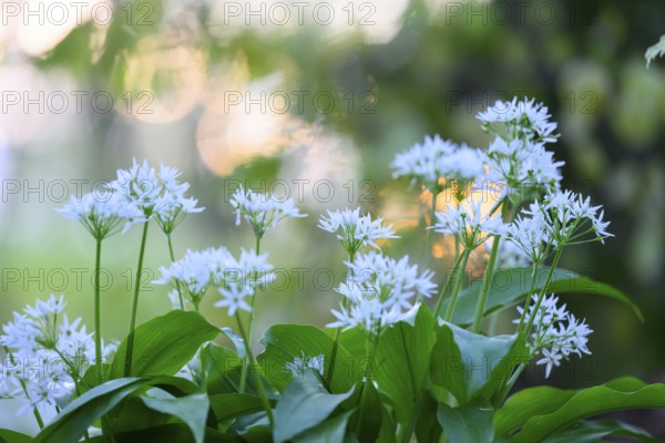 Wild garlic blossom (Allium ursinum) on the forest floor in a beech forest (Fagus sylvatica) in the Teutoburg Forest in the evening backlight, Ahornweg, Terra Vita nature park Park, Teutoburg Forest, Lower Saxony, Germany
