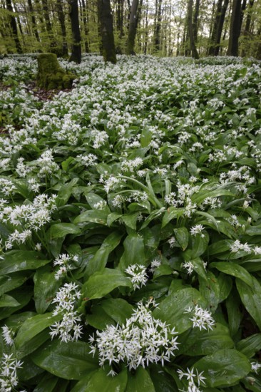 Wild garlic blossom (Allium ursinum) on the forest floor in a beech forest (Fagus sylvatica) in the Teutoburg Forest under soft light, Ahornweg, Terra Vita nature park Park, Teutoburg Forest, Lower Saxony, Germany