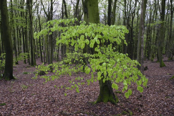 Beech trees with fresh foliage (Fagus sylvatica) in the Teutoburg Forest under soft light, Ahornweg, Terra Vita nature park Park, Teutoburg Forest, Lower Saxony, Germany