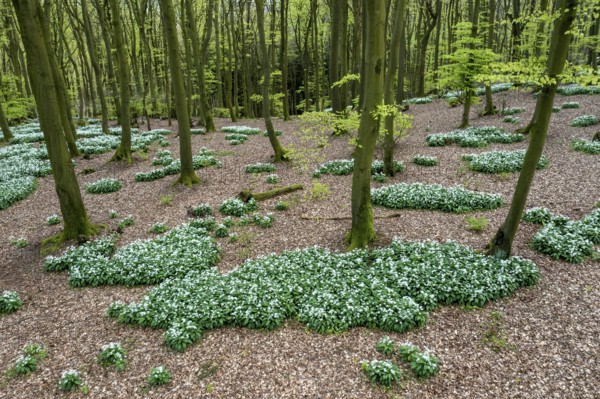 A green beech forest in spring at the time of the wild garlic blossom (Allium ursinum) on the forest floor under soft light, Ahornweg, Terra Vita nature park Park, Teutoburg Forest, Lower Saxony, Germany