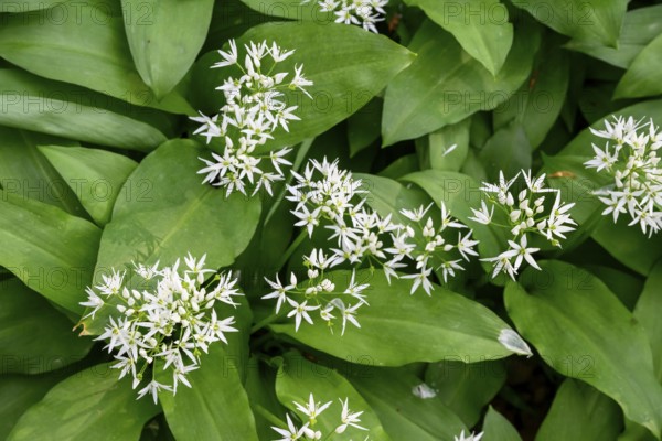 Wild garlic blossom (Allium ursinum) on the forest floor, Ahornweg, Terra Vita nature park Park, Teutoburg Forest, Lower Saxony, Germany