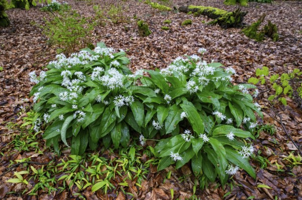 Wild garlic blossom (Allium ursinum) on the forest floor under soft light, Ahornweg, Terra Vita nature park Park, Teutoburg Forest, Lower Saxony, Germany
