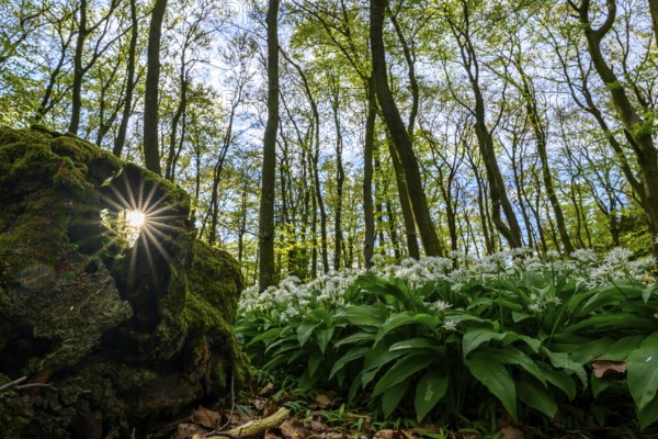 Wild garlic blossom (Allium ursinum) on the forest floor in a beech forest (Fagus sylvatica) in the Teutoburg Forest Forest landscape with sunlight shining through a tree stump surrounded by moss, maple path, Terra Vita nature park Park, Teutoburg Forest, Lower Saxony, Germany, Forest landscape with sunlight shining through the trees surrounded by moss and white flowers