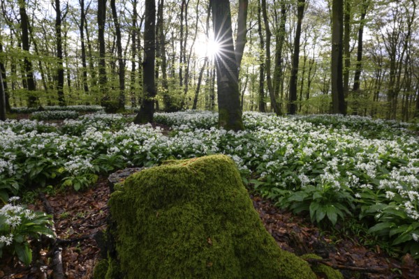 Wild garlic blossom (Allium ursinum) on the forest floor in a beech forest (Fagus sylvatica) in the Teutoburg Forest in a sun-drenched forest with blooming flowers and a moss-covered tree stump creates a peaceful spring atmosphere Ahornweg, Terra Vita nature park Park, Teutoburg Forest, Lower Saxony, Germany