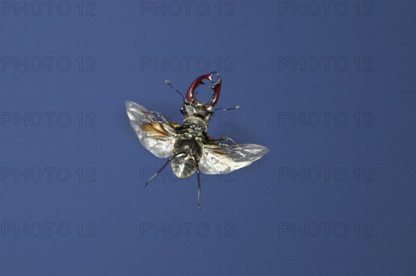 Close-up of a flying stag beetle (Lucanus cervus) with recognisable wings in front of a blue sky, Dammer Berge, Damme, Lower Saxony, Germany
