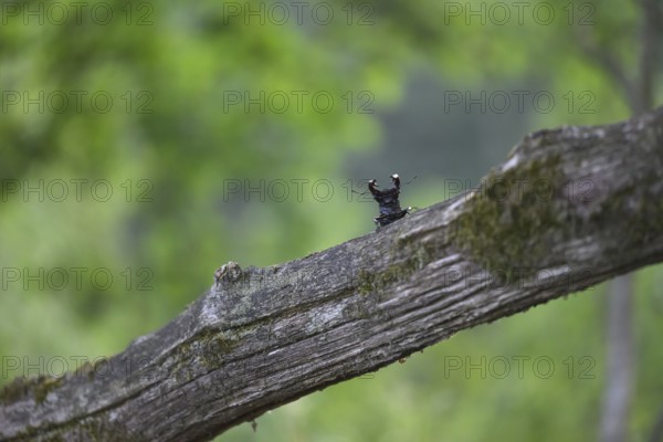 Stag beetle (Lucanus cervus), sitting on a moss-covered branch in green surroundings, Dammer Berge, Damme, Lower Saxony, Germany