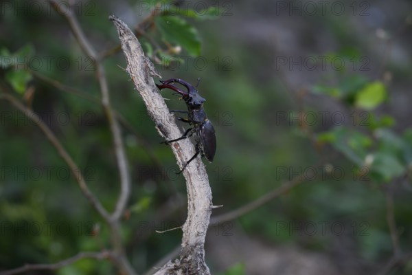Stag beetle (Lucanus cervus), sitting on a branch in green surroundings, Dammer Berge, Damme, Lower Saxony, Germany