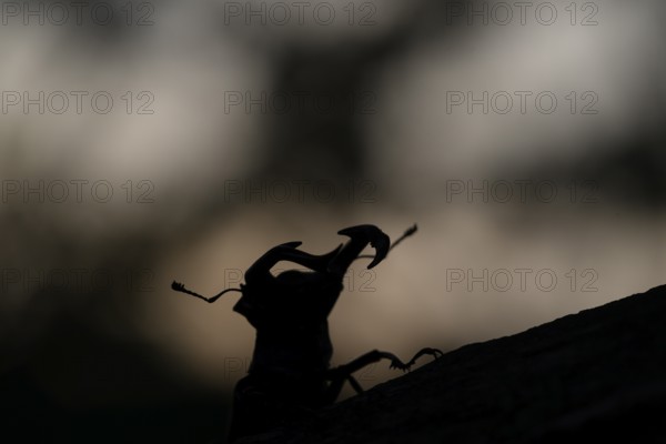 Stag beetle (Lucanus cervus), sitting on a branch in front of a dark background at dusk after sunset, Dammer Berge, Damme, Lower Saxony, Germany