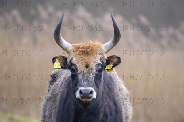 Heck cow of rebred aurochs with large horns standing on a pasture, distinctive ear tags, damme, Lower Saxony, Germany