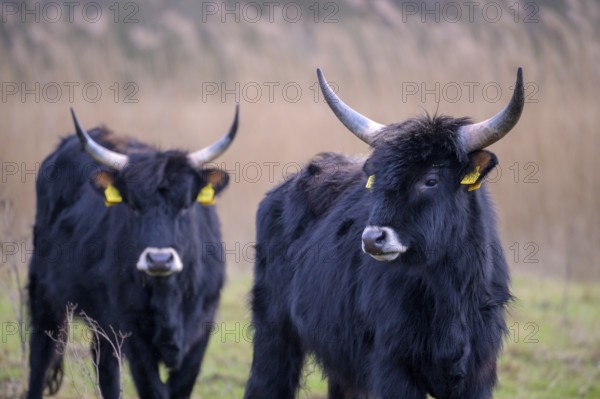 Two stern cattle of rebred aurochs with large horns standing on a pasture, distinctive ear tags, damme, Lower Saxony, Germany