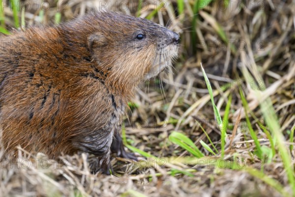 A muskrat (Ondatra zibethicus) in portrait looks attentively at its surroundings, surrounded by grass, Dümmerniederung nature park Park, Lower Saxony, Germany