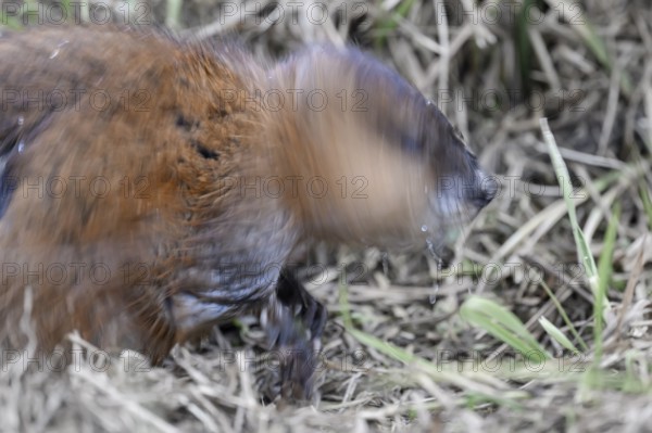 A muskrat (Ondatra zibethicus) with brownish fur, motionless, Dümmerniederung nature park Park, Lower Saxony, Germany