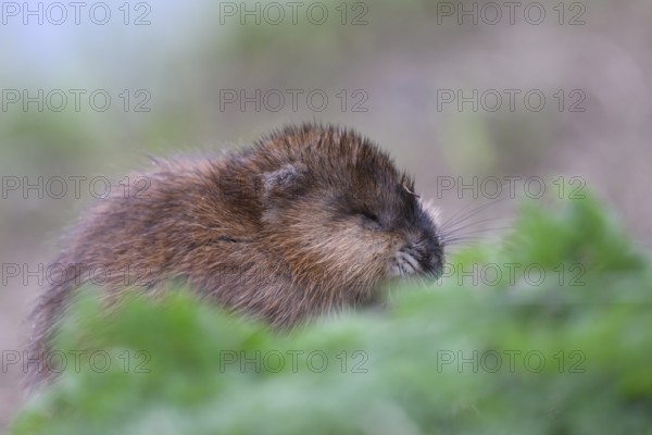 A muskrat (Ondatra zibethicus) with brownish fur behind green foliage, Dümmerniederung nature park Park, Lower Saxony, Germany
